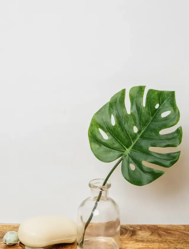 Green monstera leaf displayed in a clear glass vase